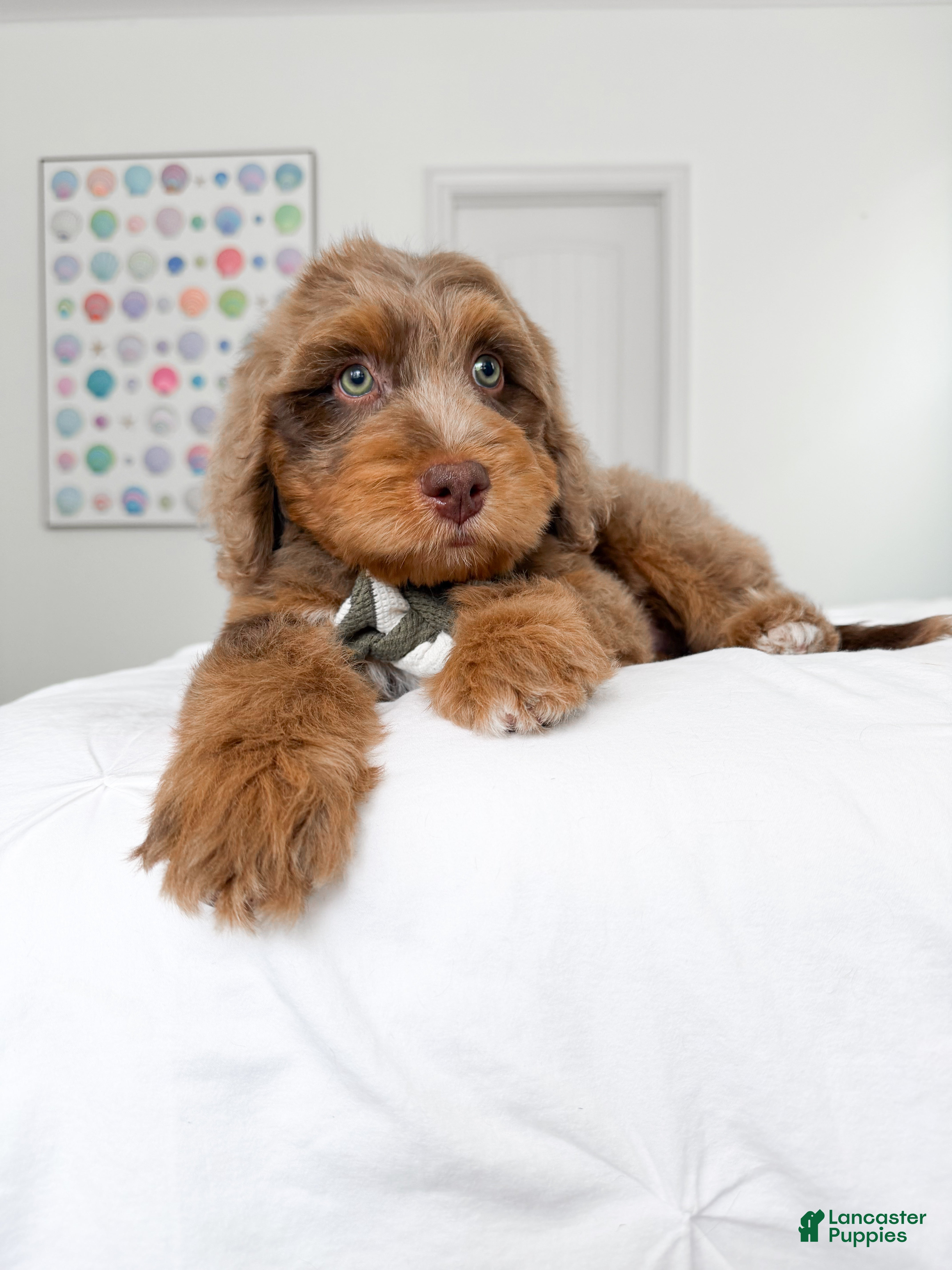 Mixed Breed dogs Neville - Ad 1