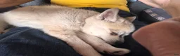 Alaskan Klee Kai dogs for sale: Alaskan Klee Kai 2 - Ad 3