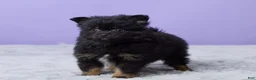 Pomeranian dogs for sale: Teddy - Ad 5