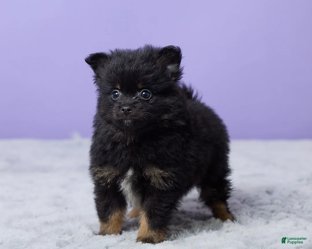 Pomeranian dogs for sale: Teddy - Ad 5