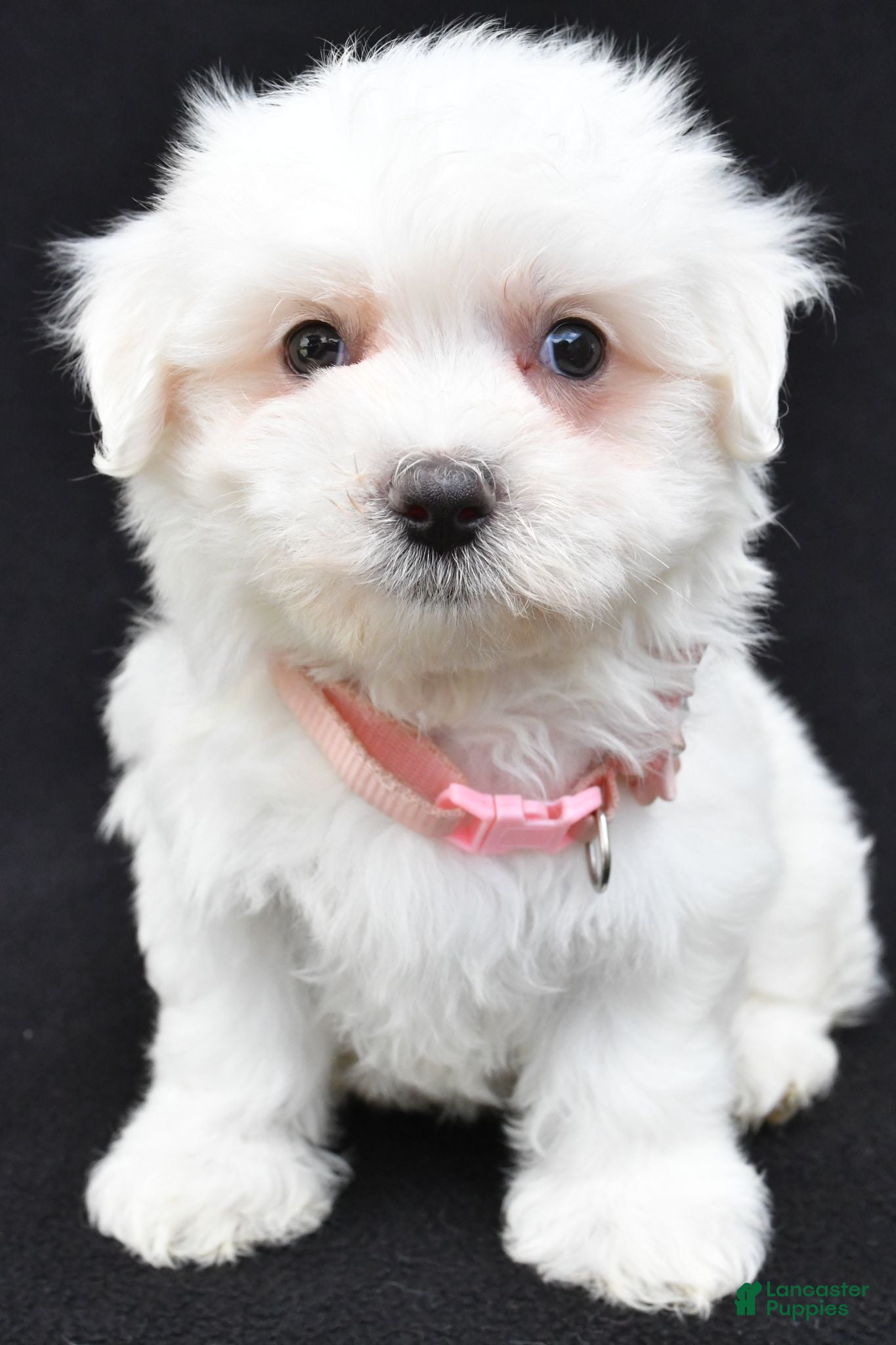 Maltese dogs Tiny - Ad 1