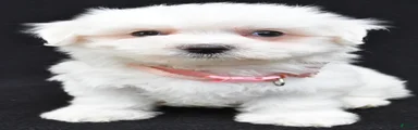 Tiny