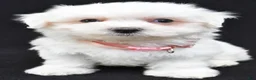 Maltese dogs for sale: Tiny - Ad 1