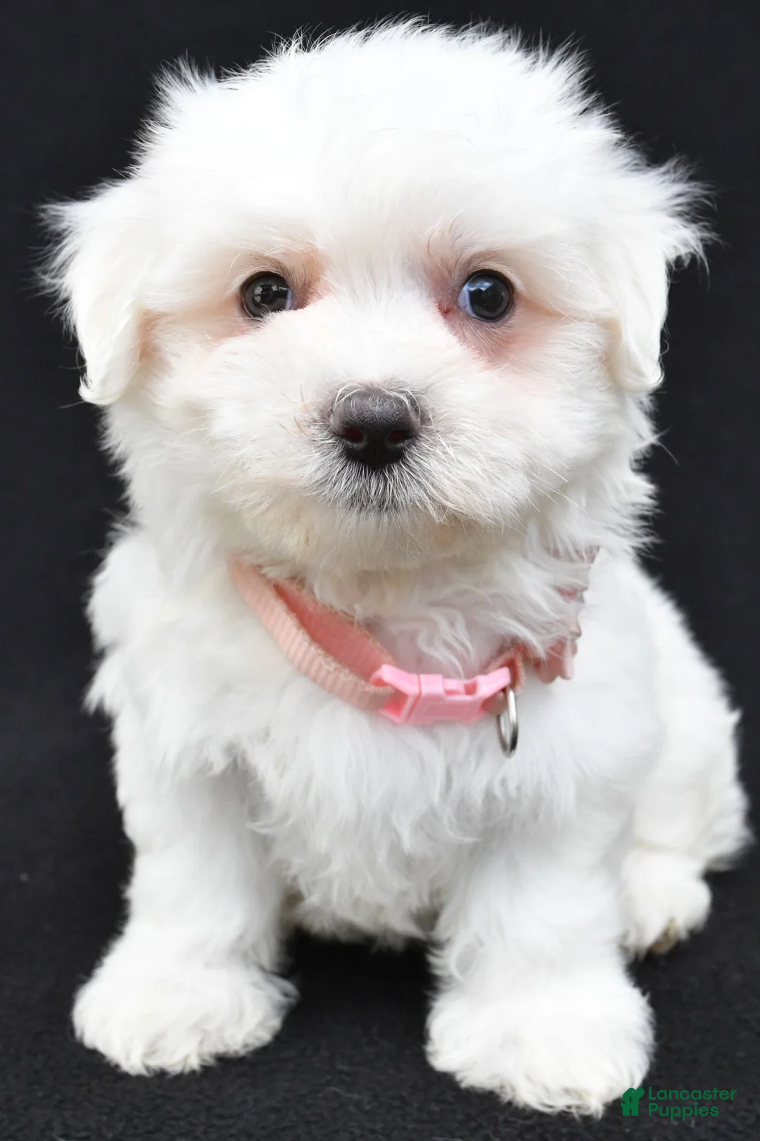 Maltese dogs for sale: Tiny - Ad 1