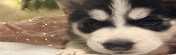 Siberian Husky dogs for sale: Rebekah - Ad 3