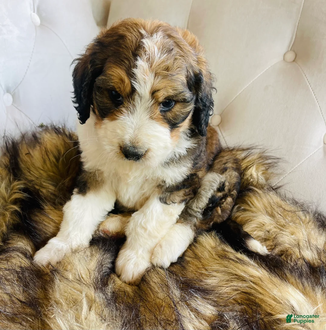 Bernedoodle dogs for sale: Daisy ❤️sable tricolor parti Bernedoodle Puppy 3 - Ad 2