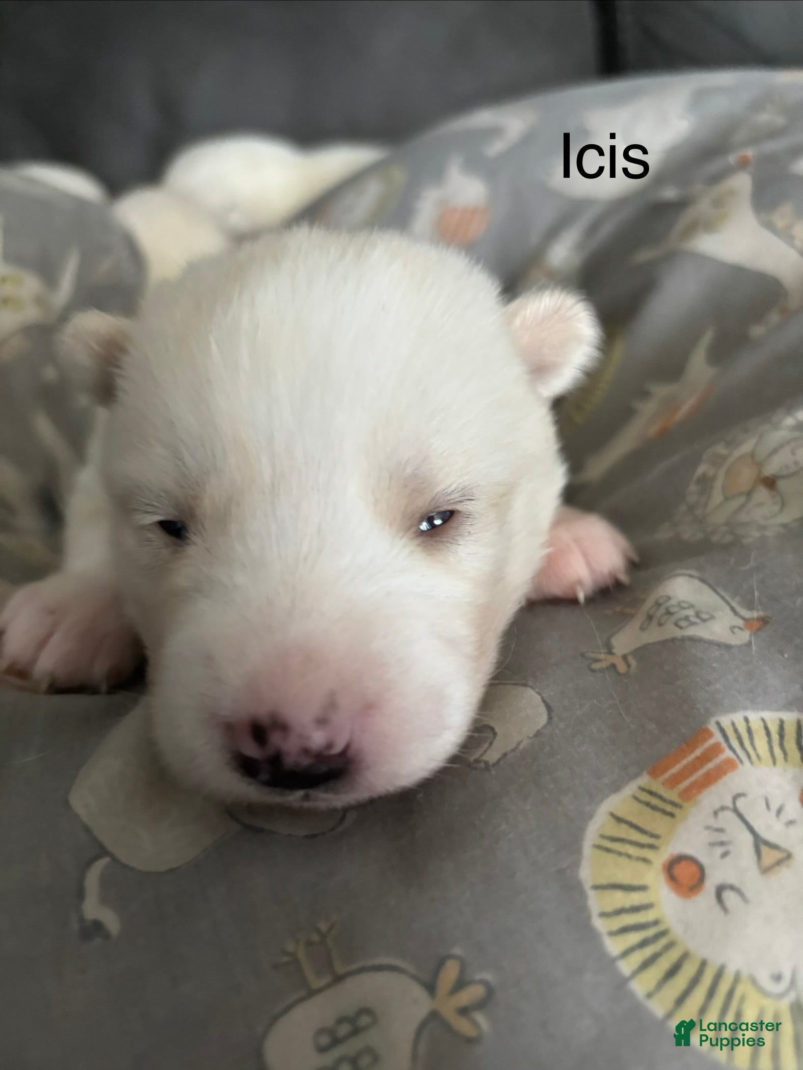 Pomsky dogs Icis - Ad 1