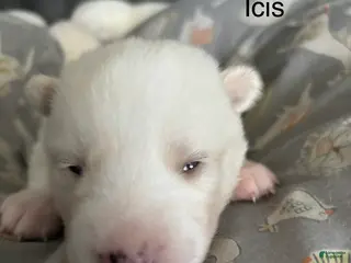 Pomsky dogs for sale: Icis - Ad 2