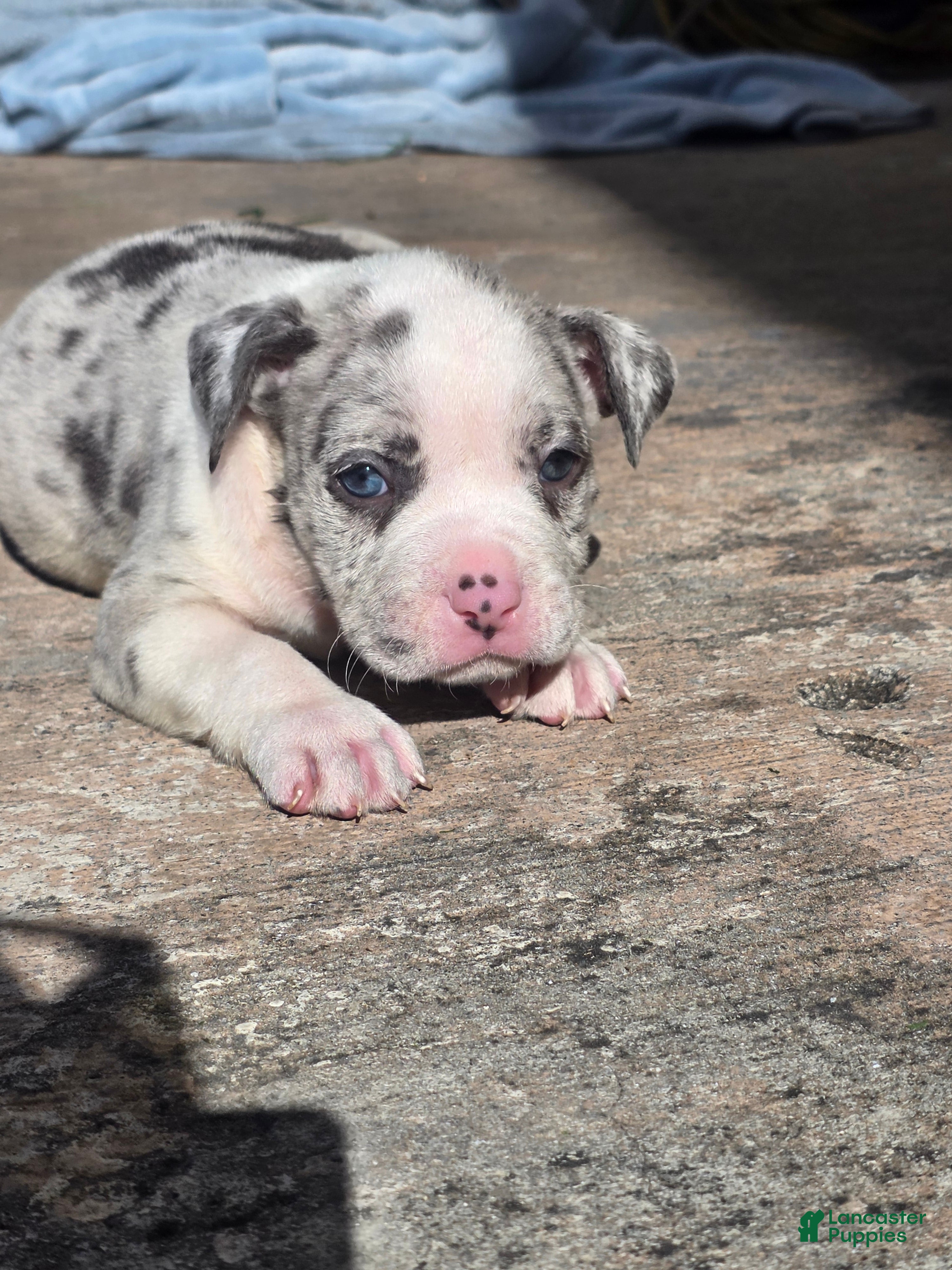 American Bully dogs American Bully 5 - Ad 39