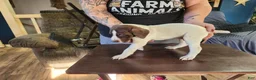 German Shorthaired Pointer dogs for sale: German Shorthaired Pointer 4 - Ad 2