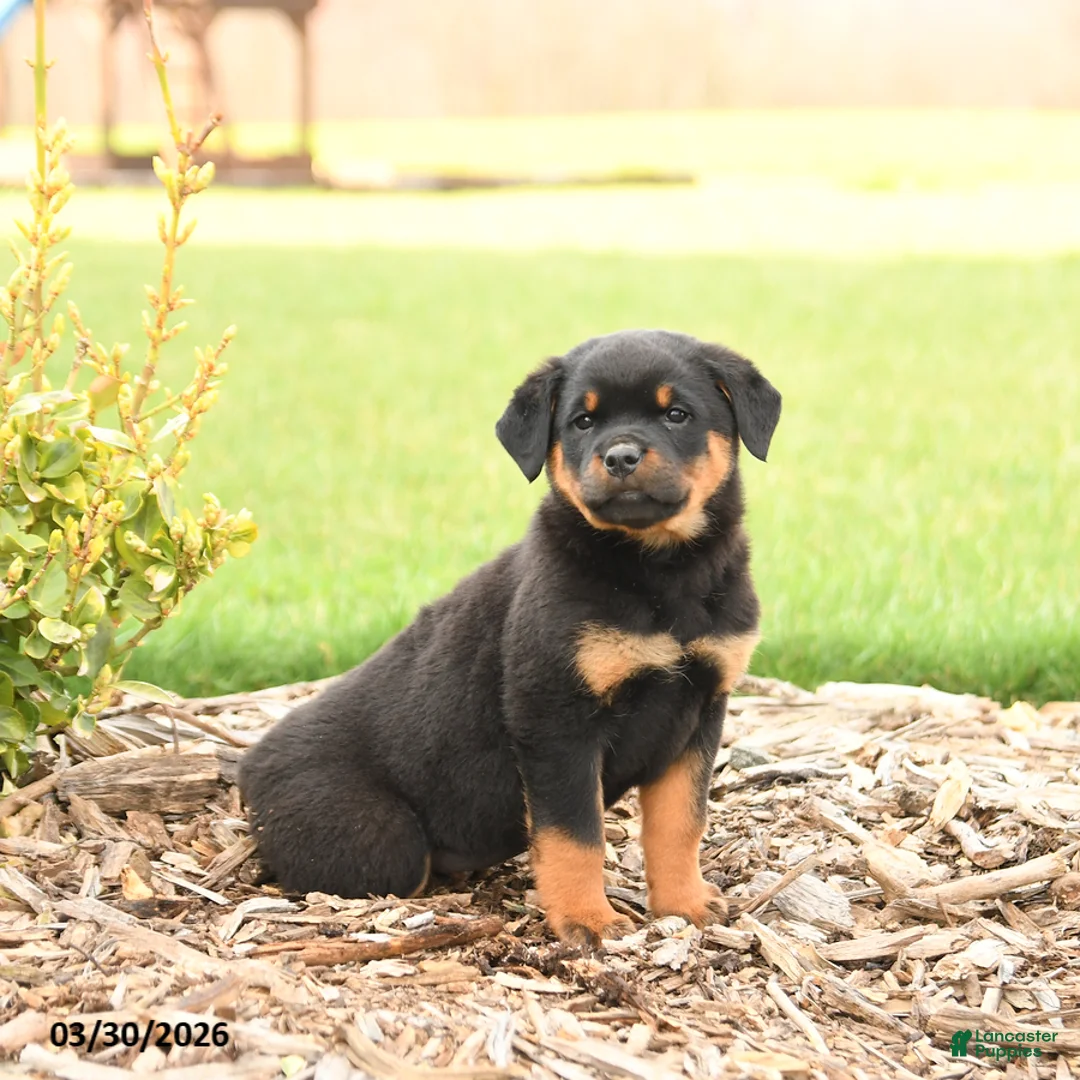 Rottweiler dogs for sale: River - Ad 5