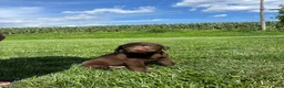 Labrador Retriever dogs for sale: Mason - Ad 3
