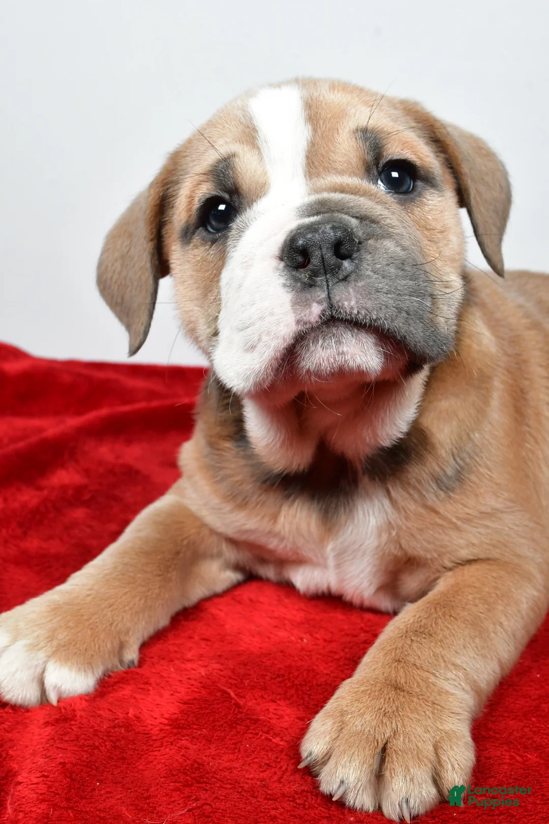 Beabull dogs for sale: Gracie - Ad 9