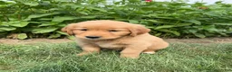 Golden Retriever dogs for sale: Daisy - Ad 3