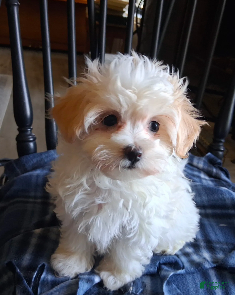Maltipoo dogs Gracie - Ad 2