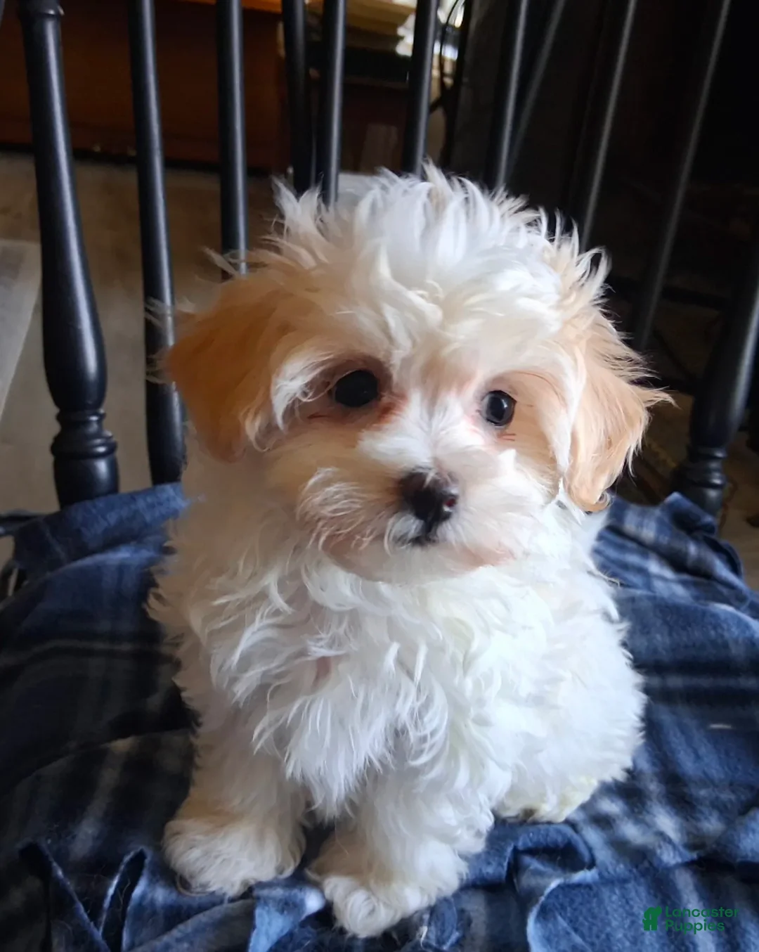 Maltipoo dogs for sale: Gracie - Ad 2