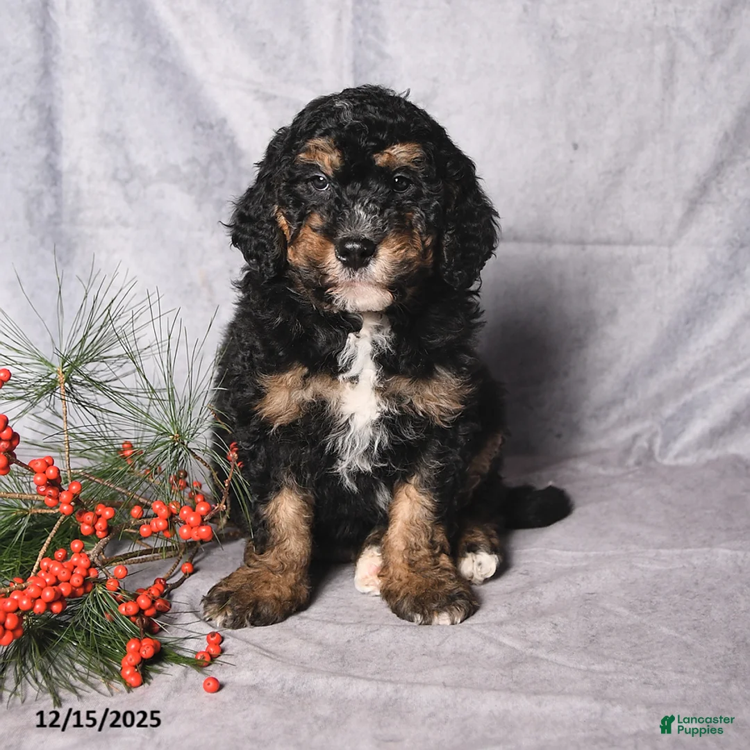 Bernedoodle dogs for sale: Cookie - Ad 2