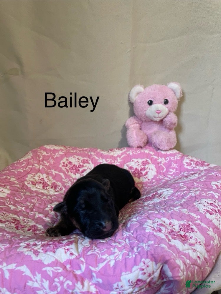 German Shepherd dogs for sale: Bailey - Ad 1