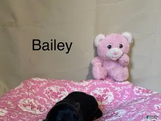 German Shepherd dogs for sale: Bailey - Ad 2