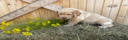 Labrador Retriever dogs for sale: Ginger - Ad 12