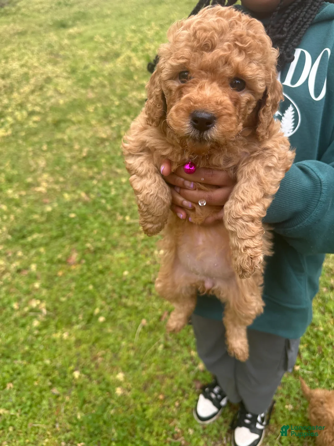 Miniature Poodle dogs for sale: Miniature Poodle Puppy 6 - Ad 1