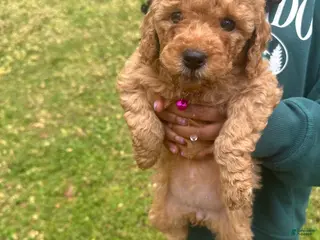 Miniature Poodle dogs Miniature Poodle Puppy 6 - Ad 40