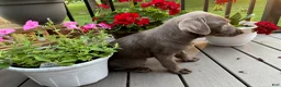 Labrador Retriever dogs for sale: Bella - Ad 3