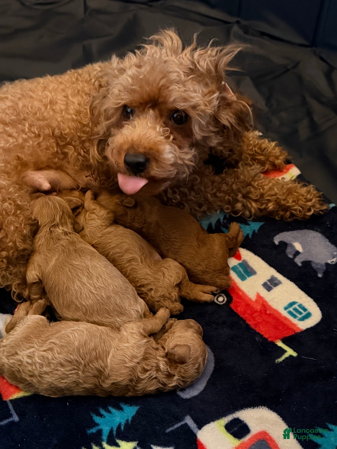 Toy Poodle dogs for sale: Scarlet - Ad 2