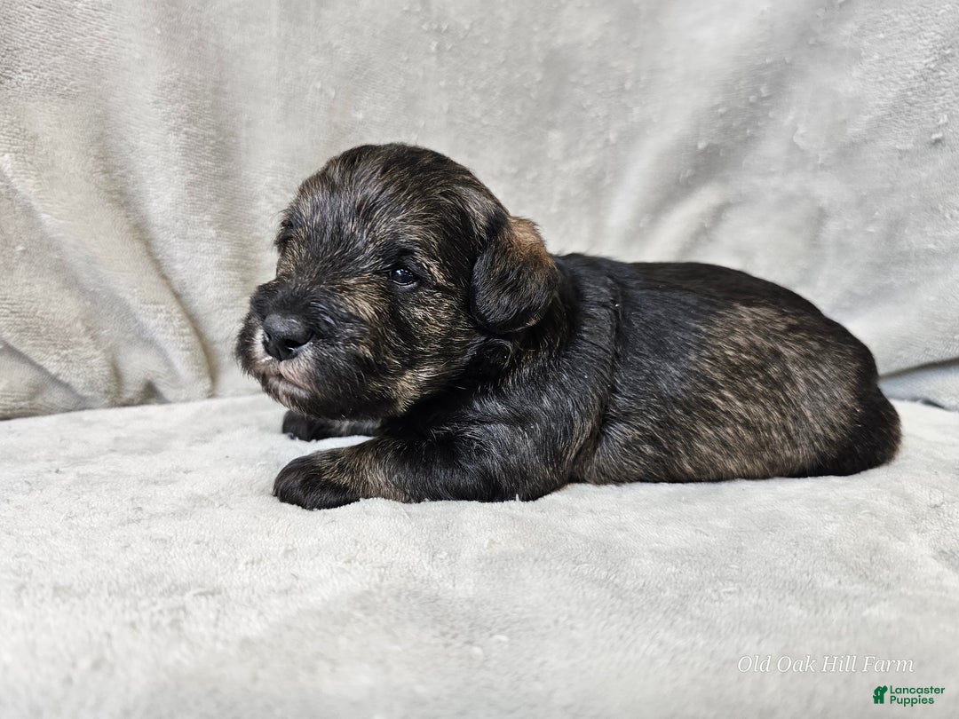 Mixed Breed dogs for sale: Kenny - Ad 15
