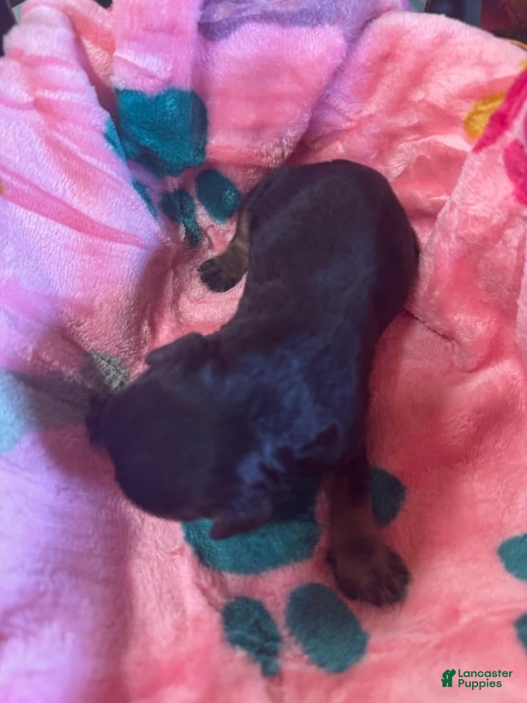 Cavapoo dogs for sale: Willa - Ad 2
