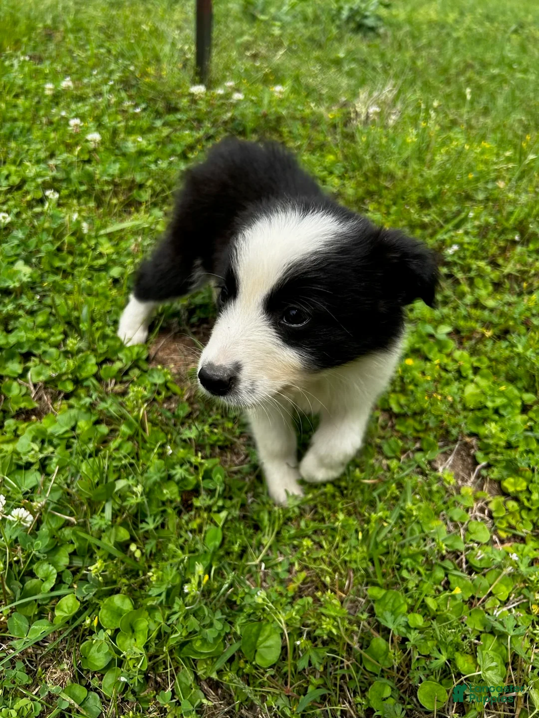 Australian Shepherd dogs for sale: Australian Shepherd Puppy 3 - Ad 2