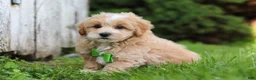 Maltipoo dogs for sale: Joel - Ad 3