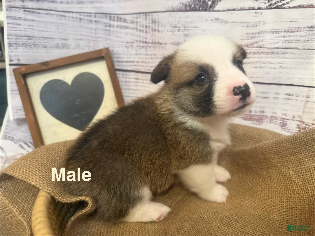 Welsh Corgi Pembroke dogs for sale: Welsh Corgi Pembroke 1 - Ad 1