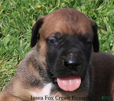 Mixed Breed dogs Brutus - Ad 21