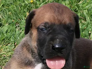 Mixed Breed dogs Brutus - Ad 21