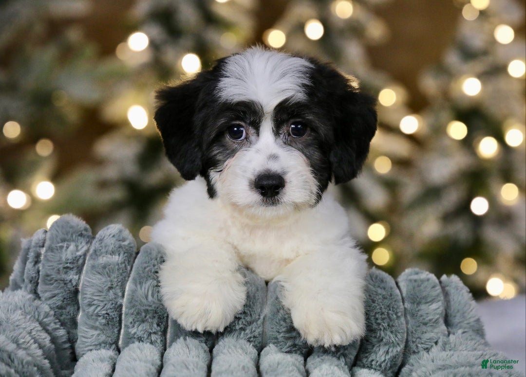 Teddy Bear dogs for sale: Elfie - Ad 12