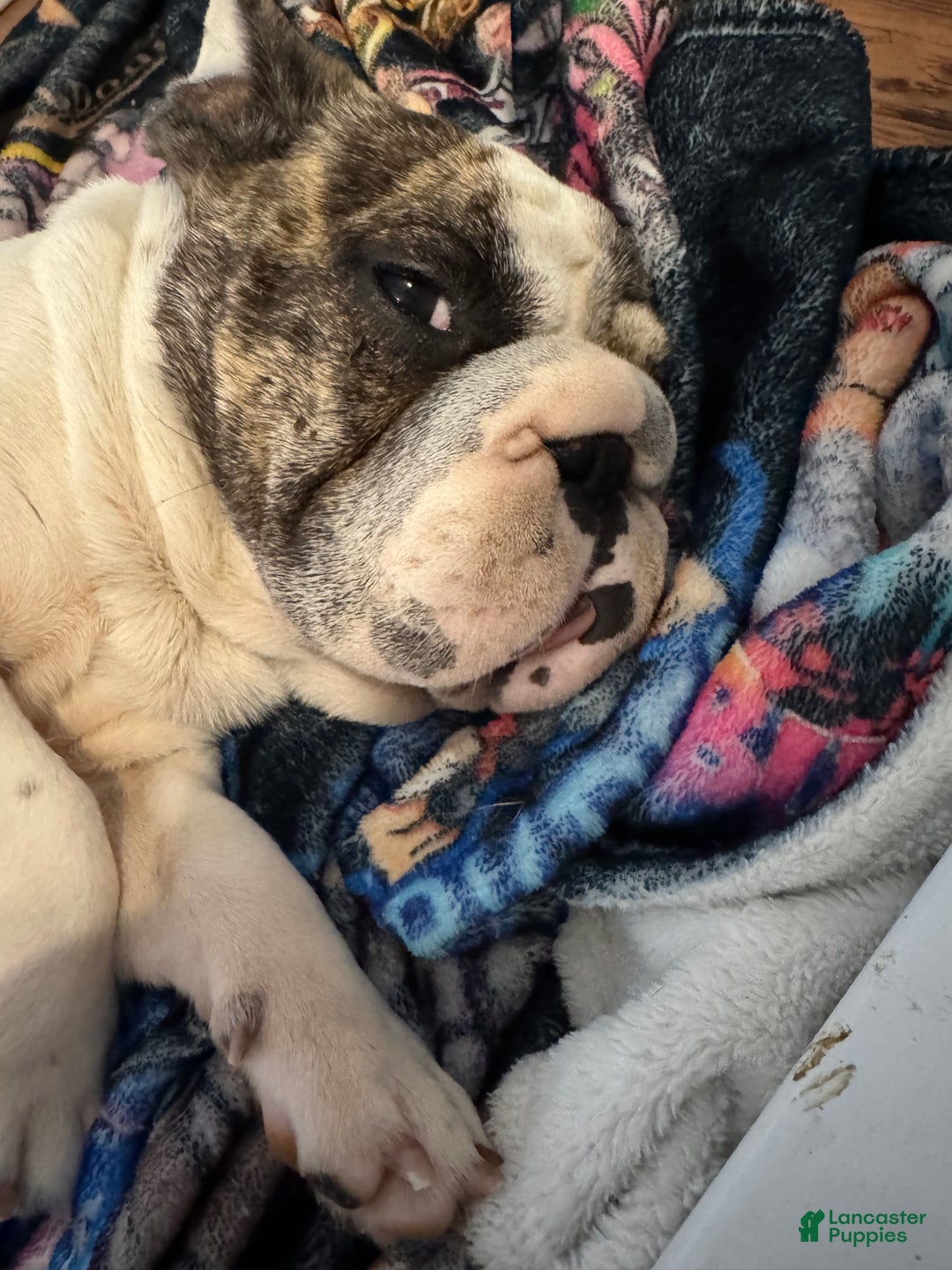 French Bulldog dogs for sale: French Bulldog Puppy 4 - Ad 7