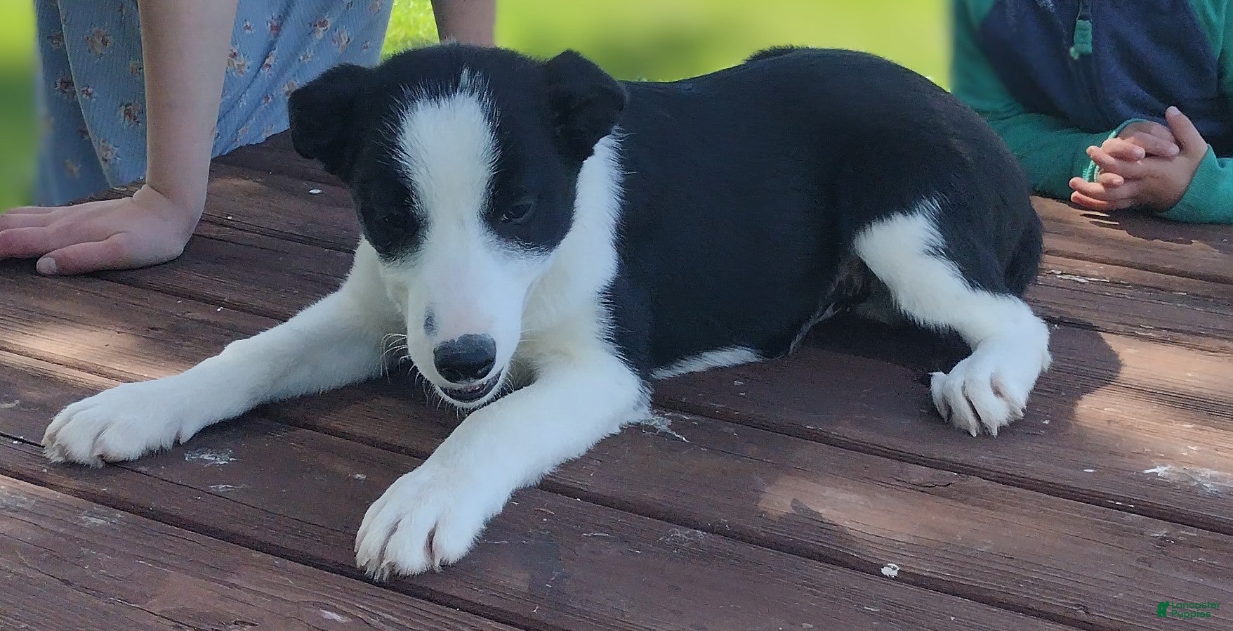 Border Collie dogs Parker - Ad 2