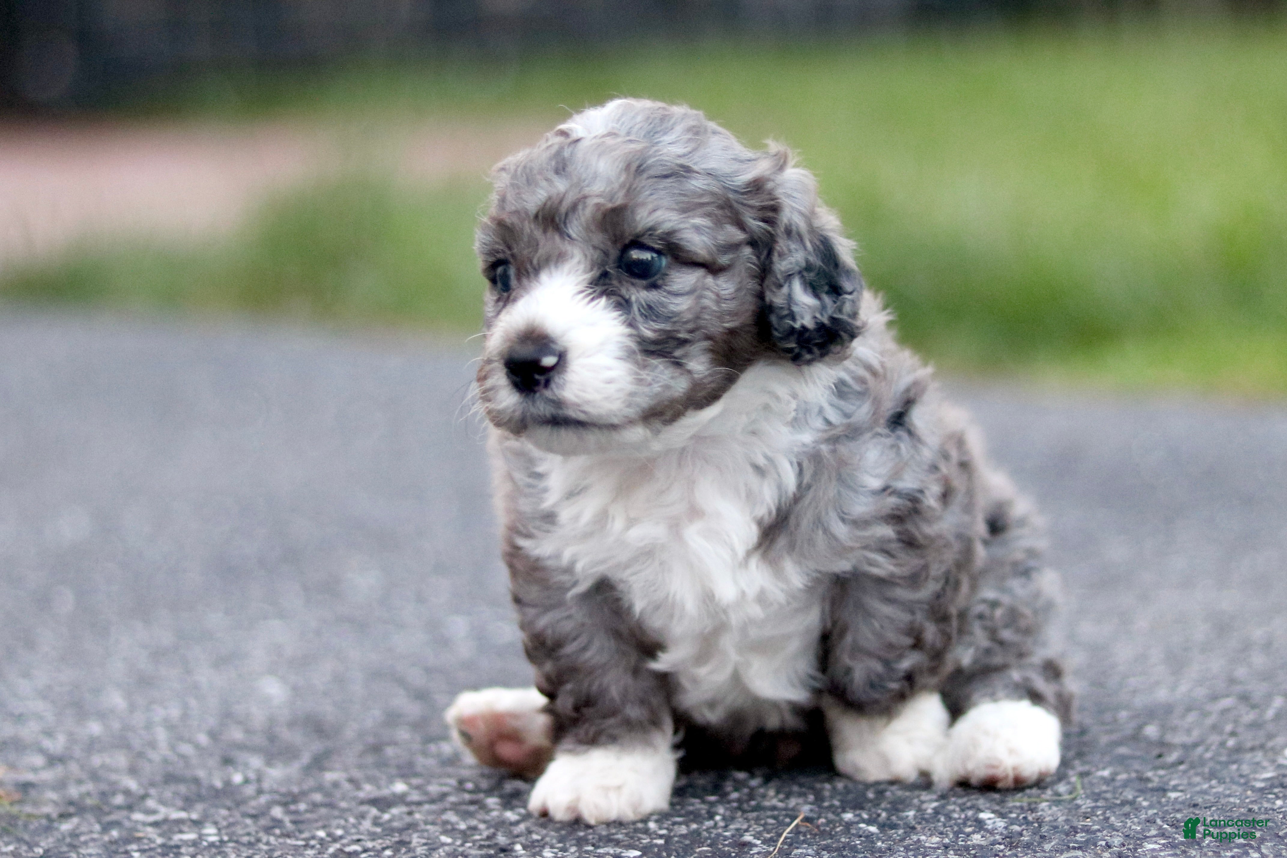 Mini Bernedoodle dogs Greg - Ad 2