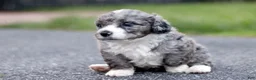 Mini Bernedoodle dogs for sale: Greg - Ad 2