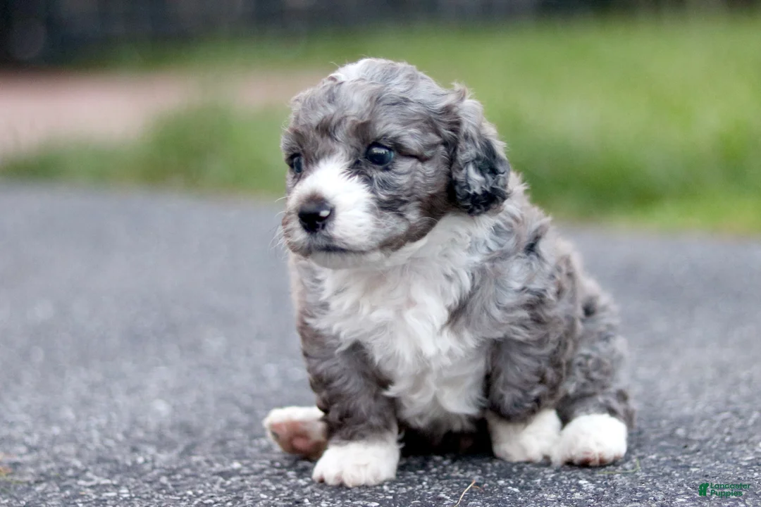 Mini Bernedoodle dogs for sale: Greg - Ad 2