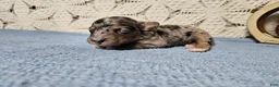 Mini Goldendoodle dogs for sale: Pepper - Ad 8