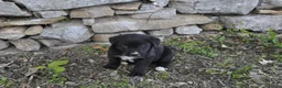 Mixed Breed dogs for sale: Baxter - Ad 1