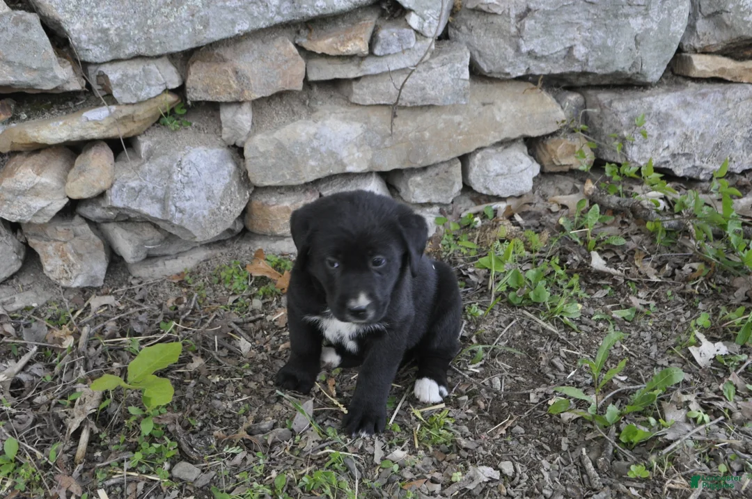 Mixed Breed dogs for sale: Baxter - Ad 1
