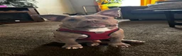 American Bully dogs for sale: Draco - Ad 7