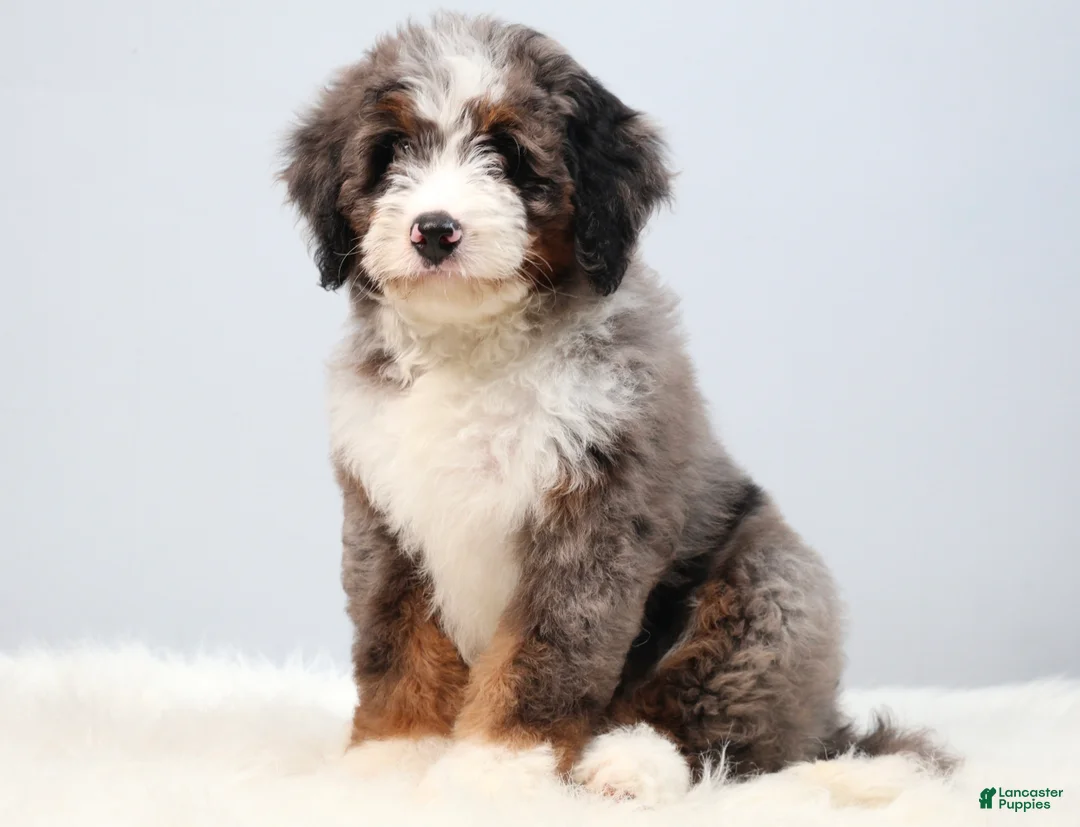 Mini Bernedoodle dogs for sale: Frisco  - Ad 2