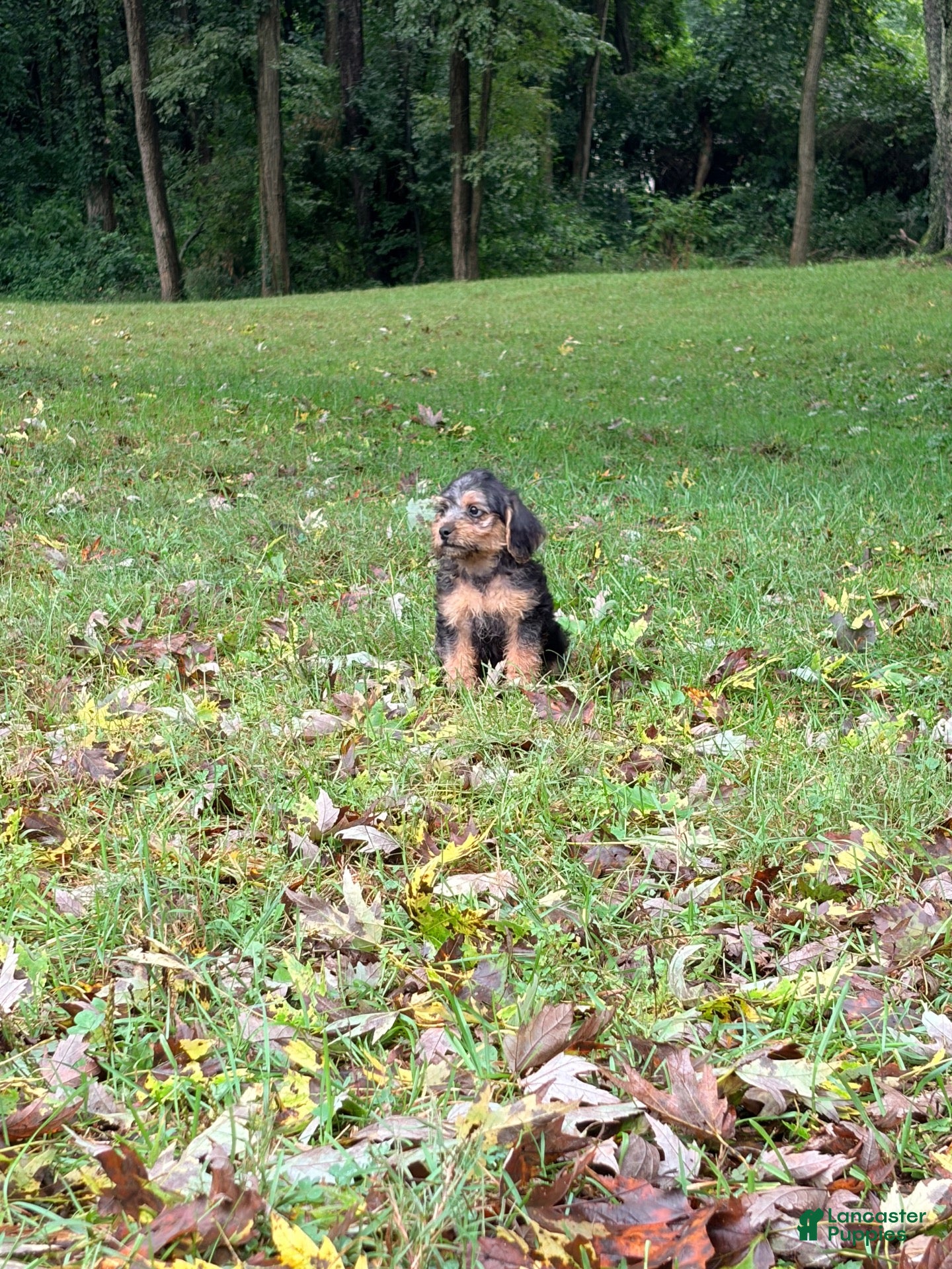 Mixed Breed dogs Mixed Breed 4 - Ad 2