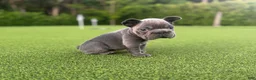 French Bulldog dogs for sale: Rollo - Ad 2
