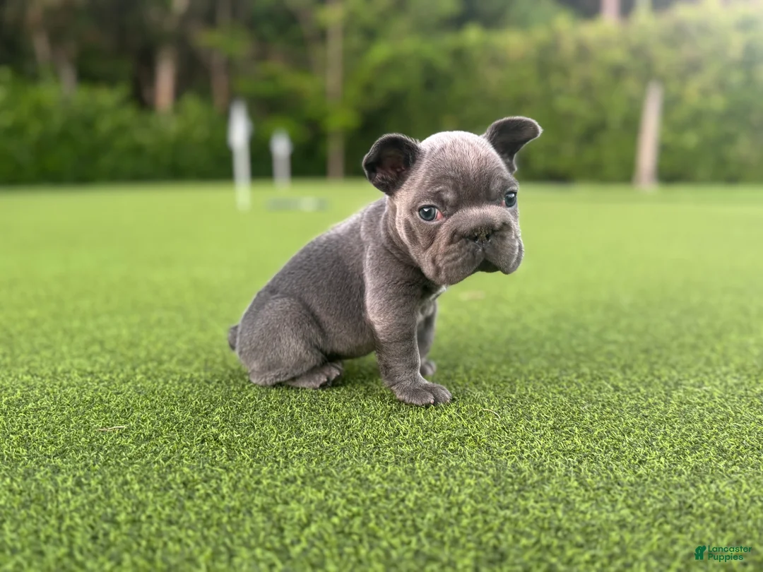 French Bulldog dogs for sale: Rollo - Ad 2