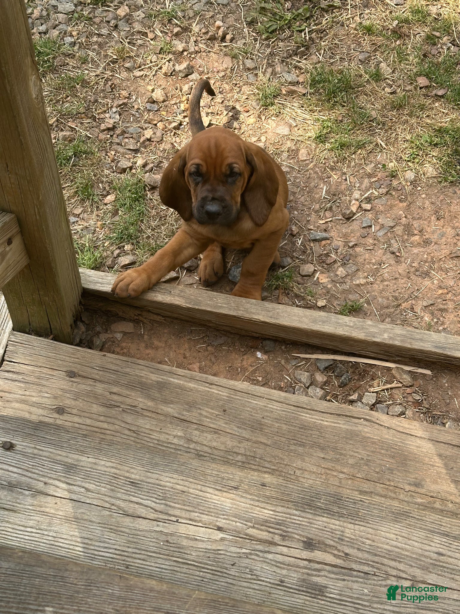 Bloodhound dogs for sale: Bloodhound Puppy 7 - Ad 17